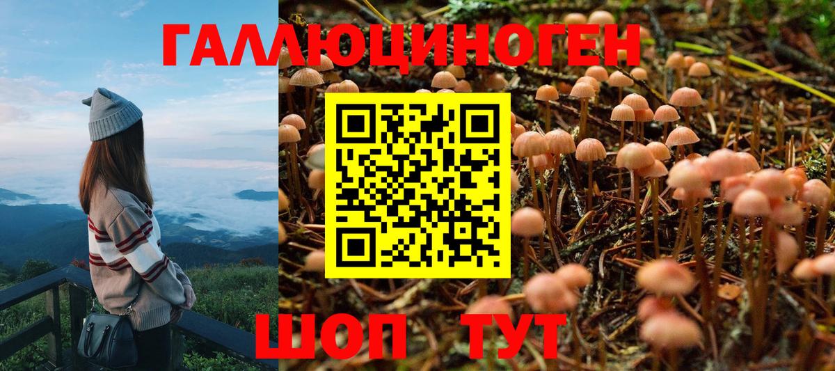 Чита  Галлюциногенные грибы Psilocybe  Вход с VPN 